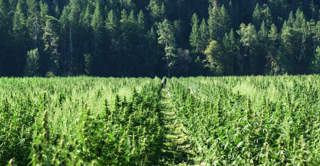 Knotweed Farm - Your Community Dispensary